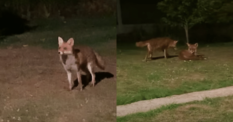 Foxes Sneak into Yard, Mom’s Camera Captures Their Adorable
Antics