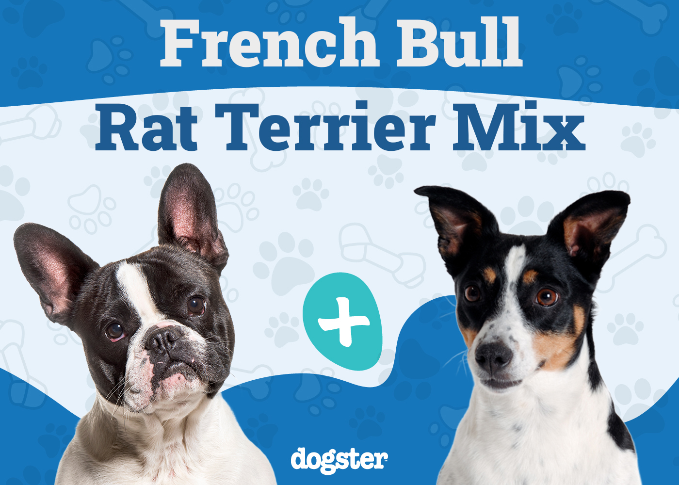 French Bull Rat Terrier Mix