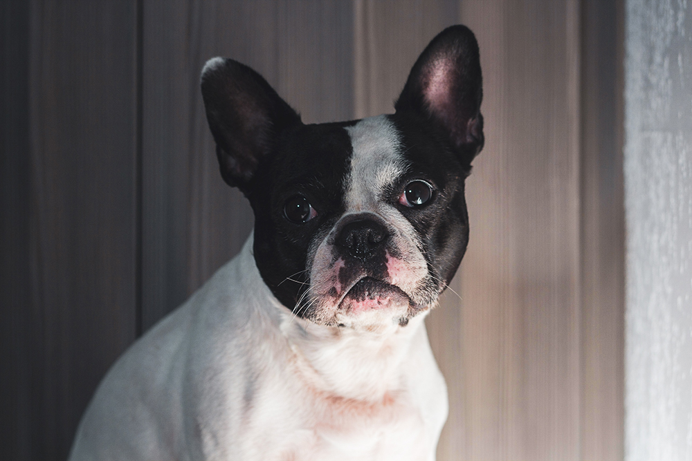 Black and White Frenchton Mix