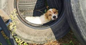 Gas Station Owner Finds ‘Damaged’ Dog Sleeping In An Old
Tire