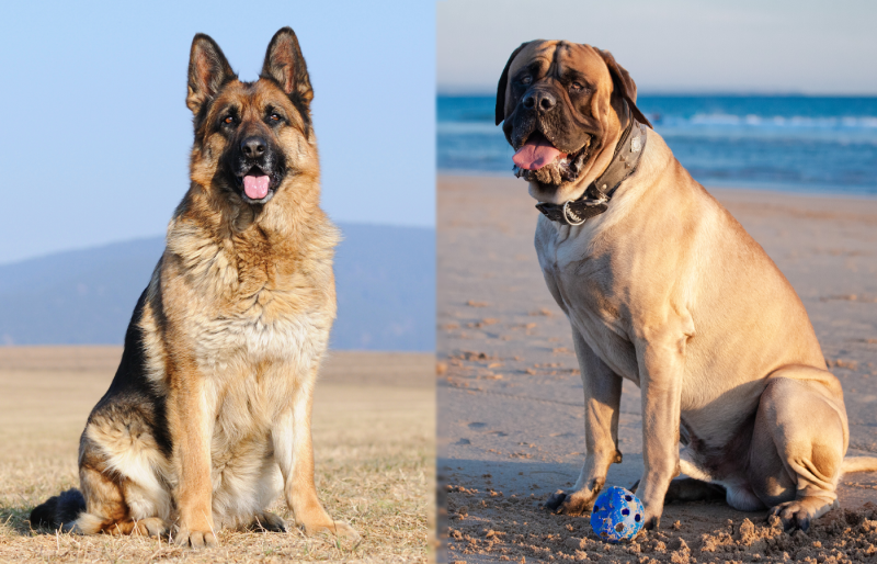 The Parent Breeds of German Shepherd Mastiff Mix Side By Side