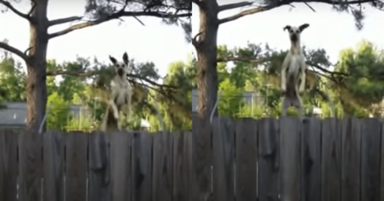 Giant Dog Finds Trampoline, Delivers Hilarious Performance
for Neighbors