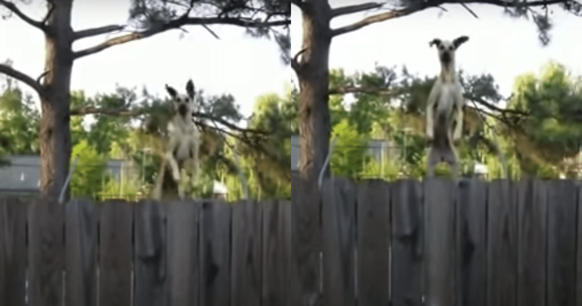 Giant Dog Finds Trampoline, Delivers Hilarious Performance
for Neighbors