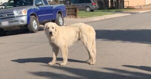 Giant Stray Great Pyrenees ‘Evades’ All Attempts Until Young
Woman Steps Up