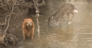 Golden Retriever Meets Deer in Woodland Pond, Their Playful
Antics Go Viral