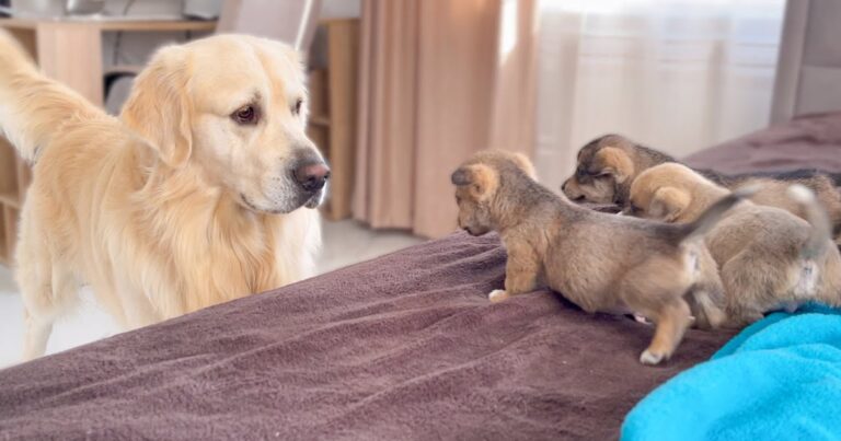 Golden Retriever Meets Puppies For The Very First Time And
It’s Adorable