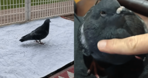 Grounded Pigeon Overcomes Adversity by Forming Unlikely
Bonds and Becoming Part of a New Family