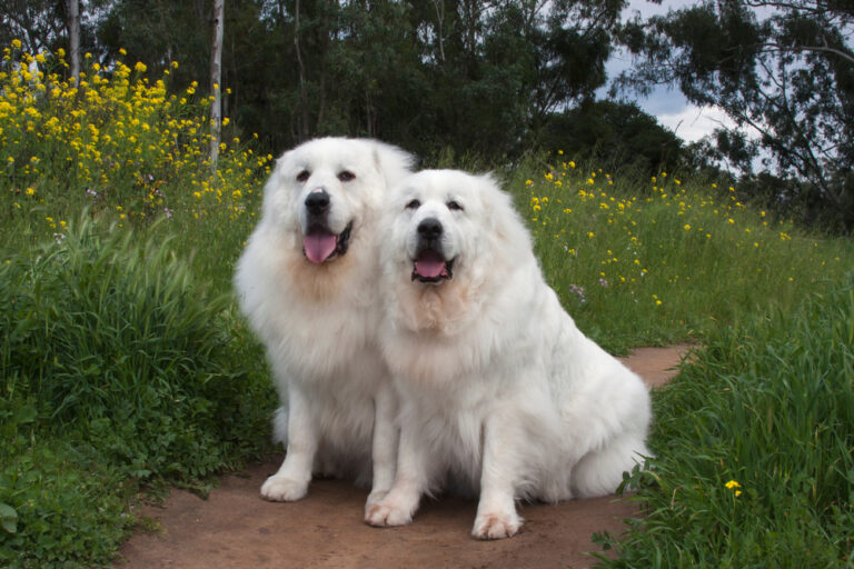 How To Train a Great Pyrenees: 10 Vet-Approved Tips
&amp; Tricks