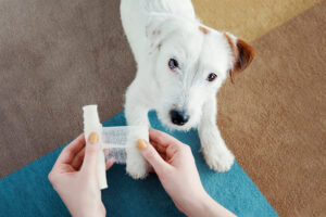 Dog Jack Russell Terrier dog getting bandage after injury on his leg at home