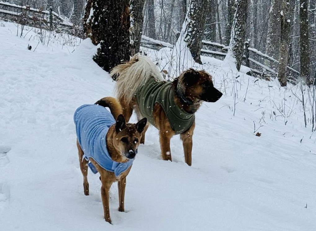 Jelly and Manic wearing sweaters in the snow