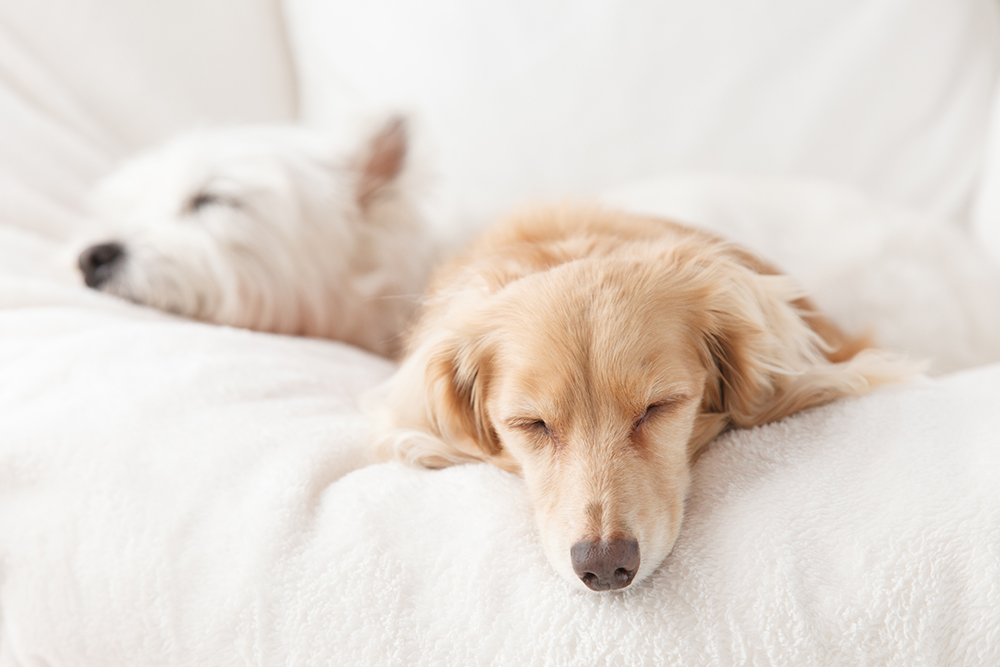 Dachshund and terrier sleeping together