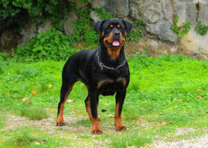 rottweiler dog in the garden