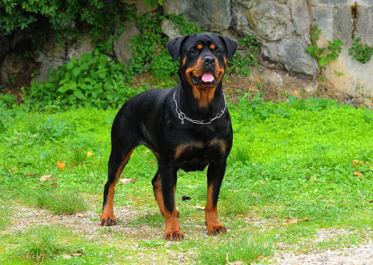 How Fast Can a Rottweiler Run? Facts &amp; Comparison
Chart