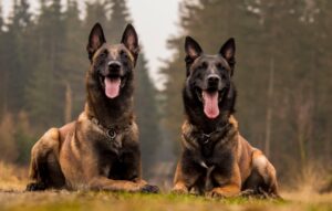 two Belgian Malinois dogs lying on grass