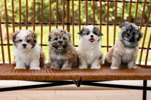 adorable Shih-tzu puppies for adoption posing on the bench