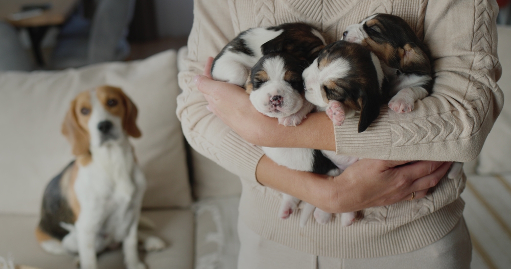 woman holds several cute beagle puppies in her hands while their mother dog sits in the background