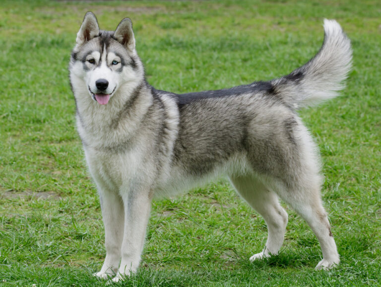 How Much Does a Husky Cost? 2024 Price Guide