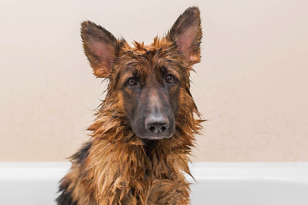 german shepherd having a bath