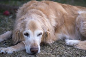 senior male golden retriever dog lying outdoor