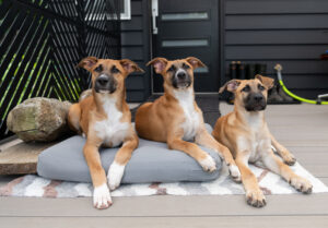 three young Black Mouth Cur dogs