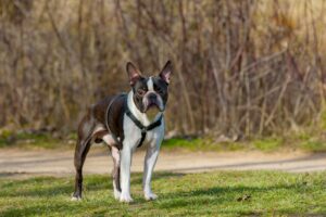 5 year old black and white Boston Terrier dog standing outdoors