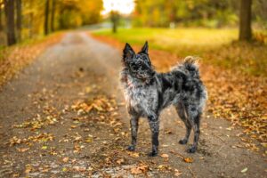 mudi dog outside during fall