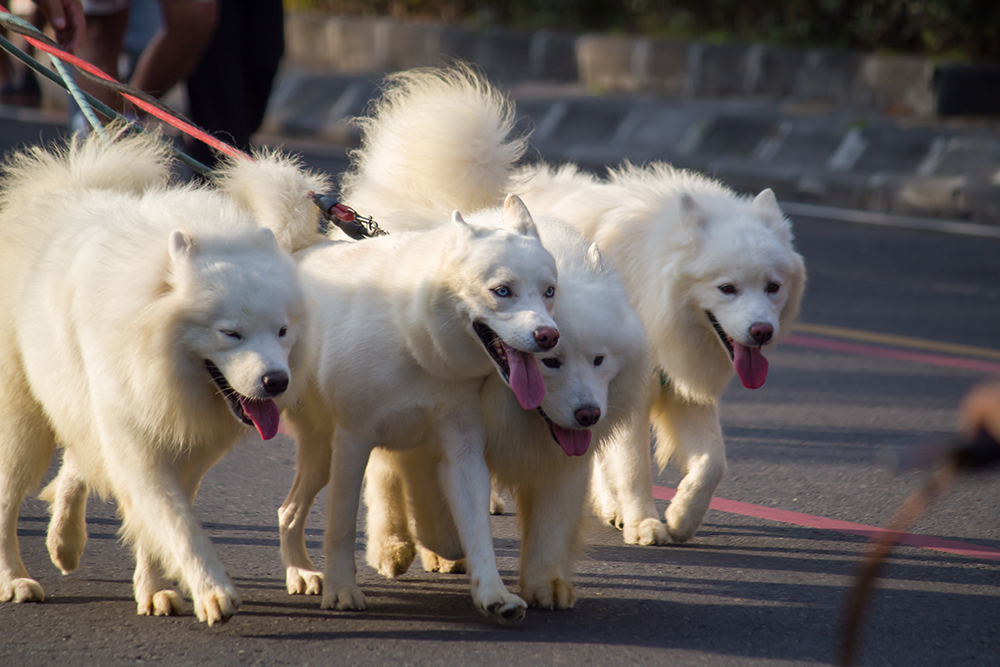 group of samoyed dogs walking together