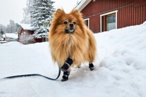 pomeranian wearing dog boots on a winter walk