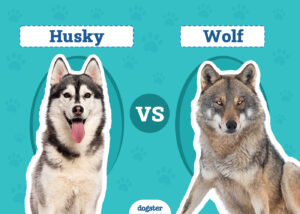 Husky vs Wolf