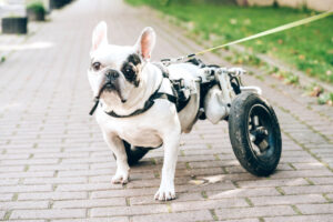 Disabled french bulldog walking in wheelchair