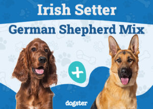 Irish Setter German Shepherd Mix