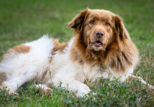 Brown and white karakachan dog