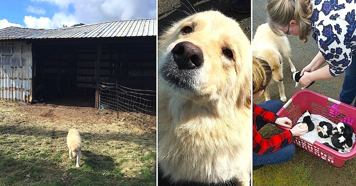 Mama Dog Was Sad When 7 Pups Passed In Fire. Then They
Showed Mama A Litter Of Orphans