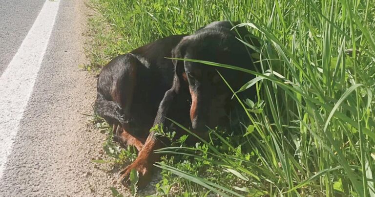 Man Saw Someone Stirring In The Grass Beside The
Road