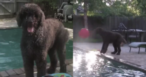 Mom Dies of Laughter After Filming Fuzzy Dog’s Special
Request to Babies