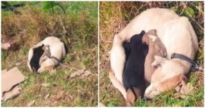 Momma Dog Tied To Sign Shielded Babies From The Cold