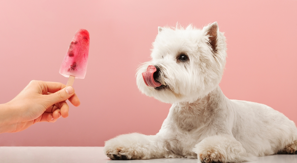 giving dog a popsicle