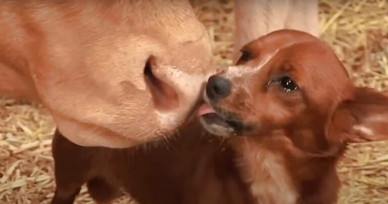 Orphan Puppy Was Raised By Mama Cow Wept When She’s Taken
Away