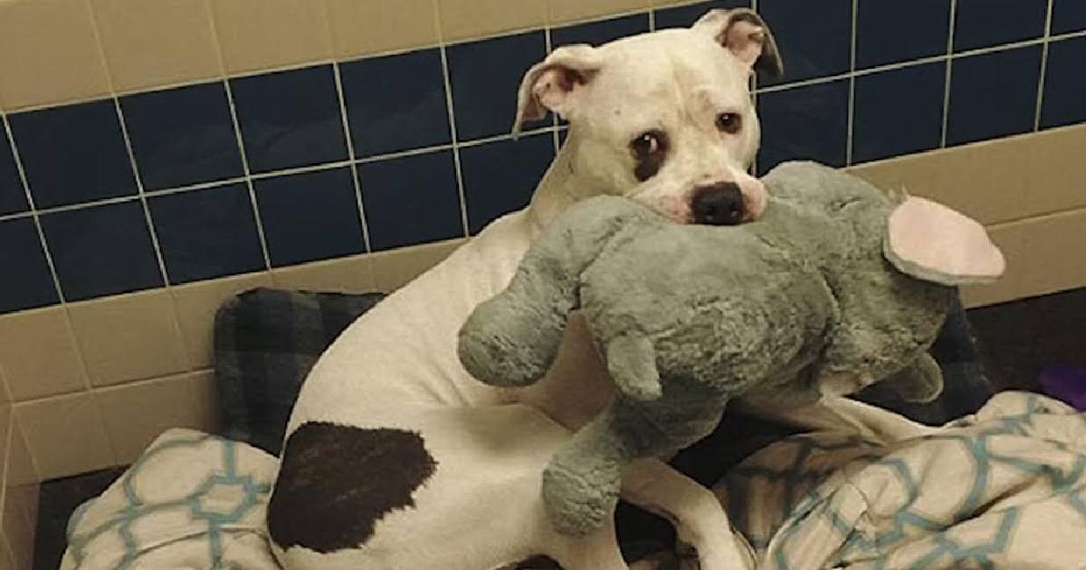 Petrified Pup ‘Clutched’ Stuffed Elephant For Comfort While
Waiting To Be Euthanized