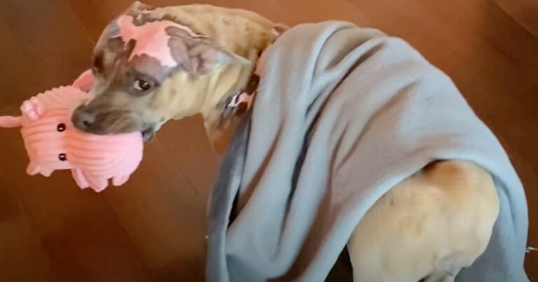 Piggy Toy Motivated Dog In House Fire To Recover, Mom Buys
Every Single One