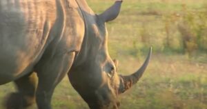 Poacher Trampled by Elephant and Devoured by Lions in
Dramatic Turn of Events