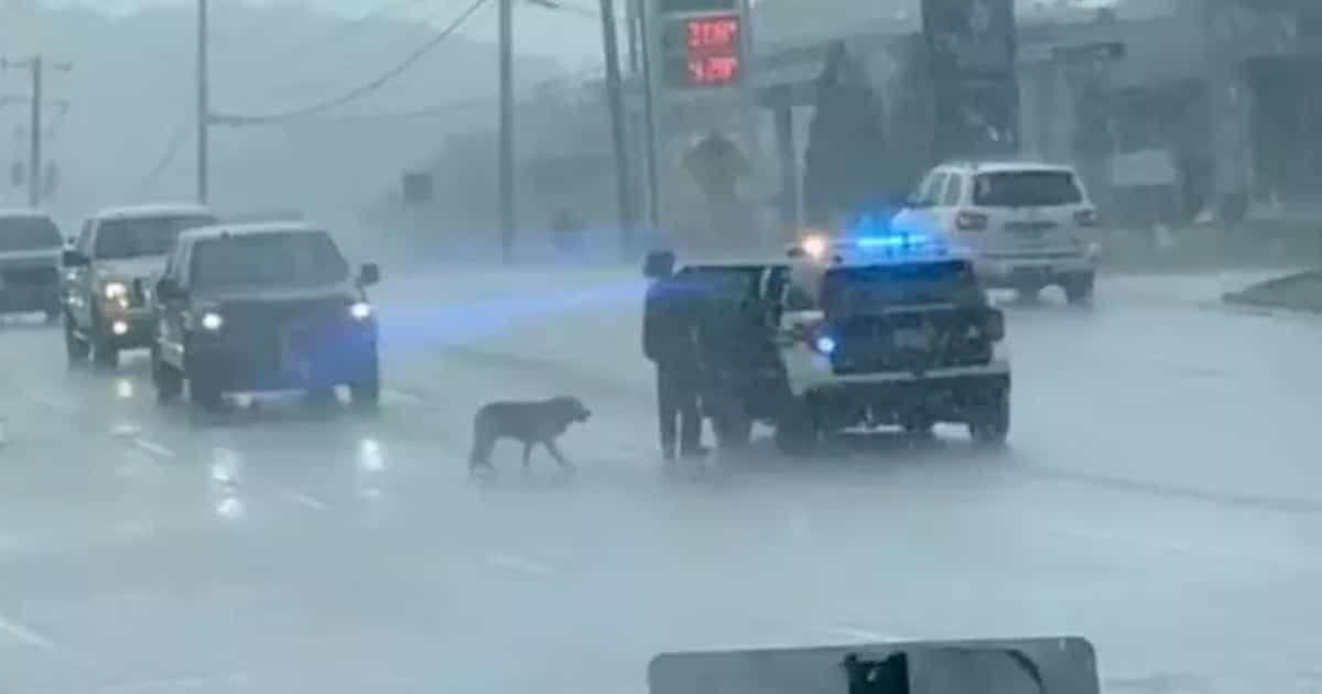 Police Officer’s Touching Gesture of Kindness Toward a Dog
in the Rain