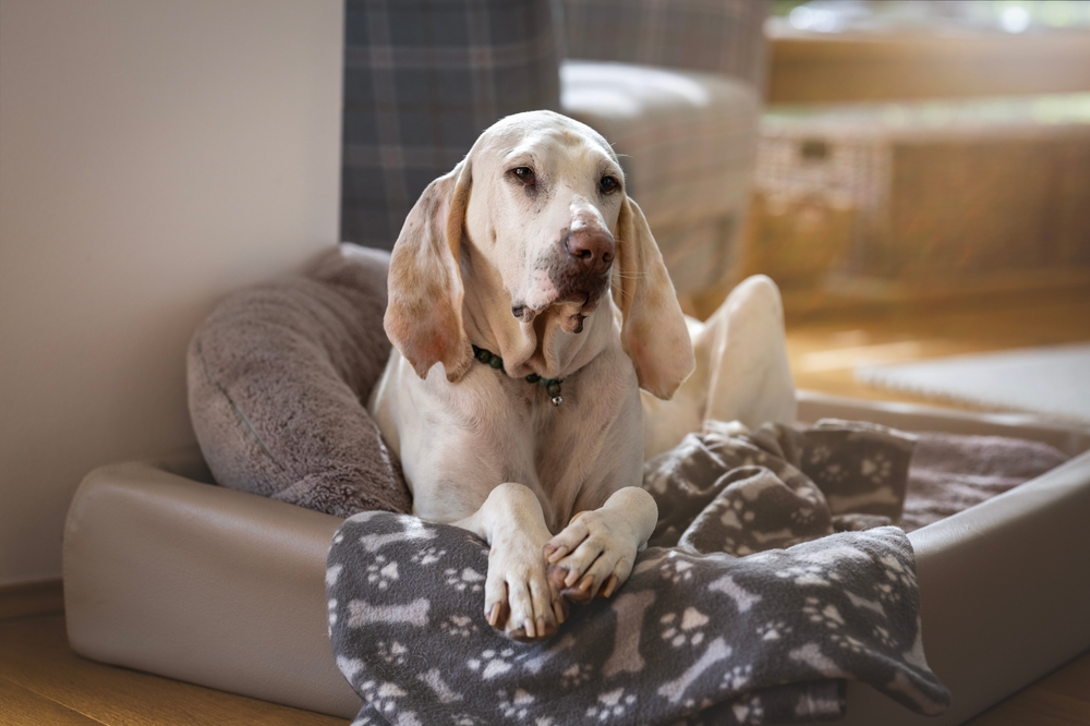 Porcelaine hound dog lying in bed