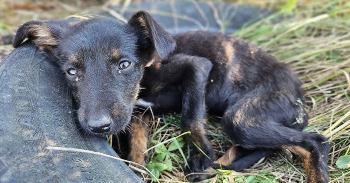 Puppy’s Rescue Turns Into Survival Mission When She Can’t Be
Found