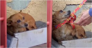 Rescuers Get A Gut-Punch When They Lift Up A Dog In
Box