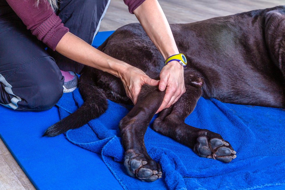 Dog getting therapy on its hind leg