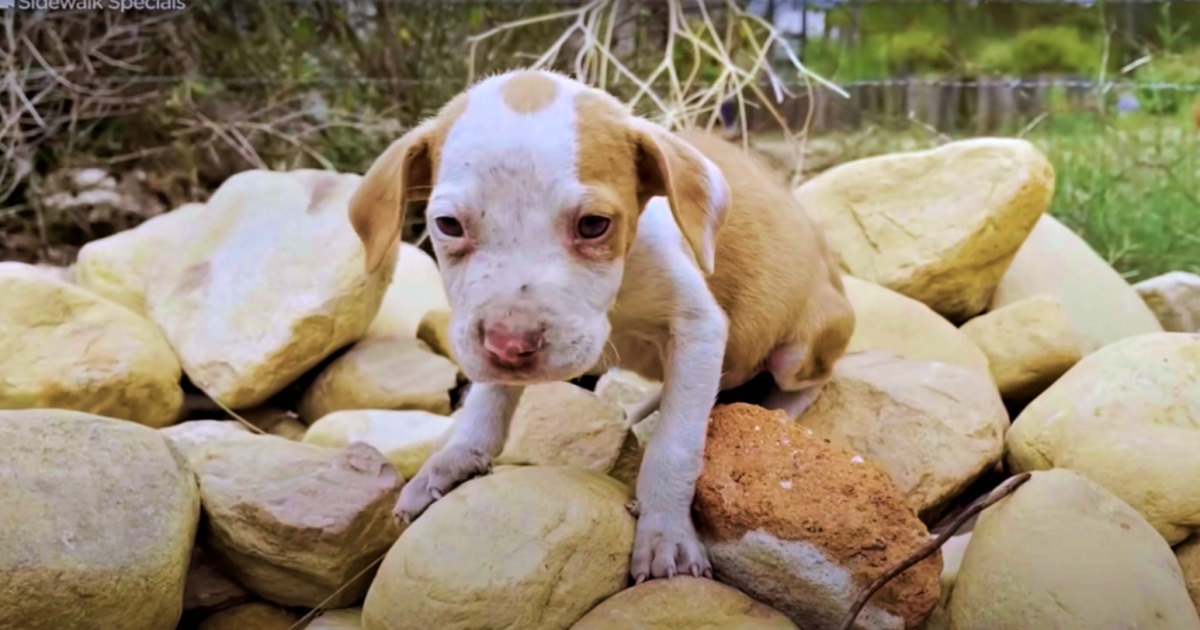 Shaky Puppy Stayed On Rock Pile, Out Of Bullies
Reach