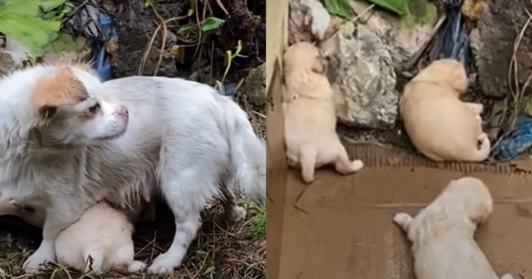 Starving Mother Dog Ultimately Tries to Keep Her Crying
Puppies Warm in the Rain