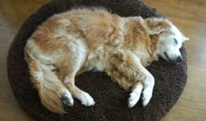 Strange Dog Plops Down In A Woman’s House With A Note On His
Collar