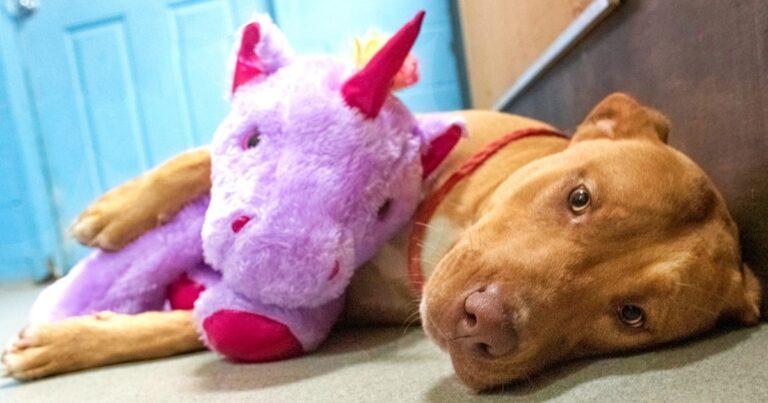 Stray Kept Sneaking Into Store To Steal Plush Toy, So
Officer Bought It For Him